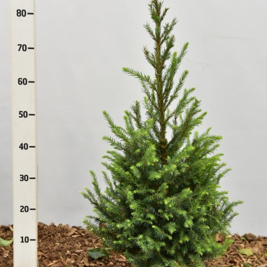 Servische spar (Picea omorika)