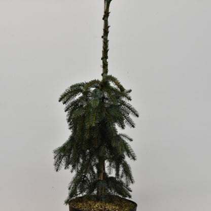 Servische spar (Picea omorika) 'Pendula Bruns'