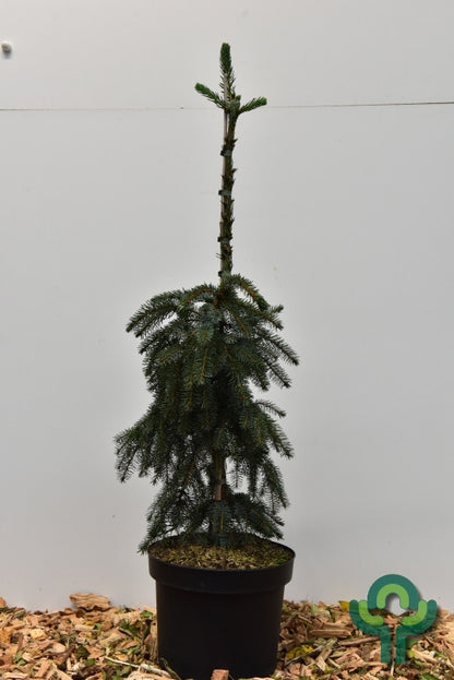 Servische spar (Picea omorika) 'Pendula Bruns'