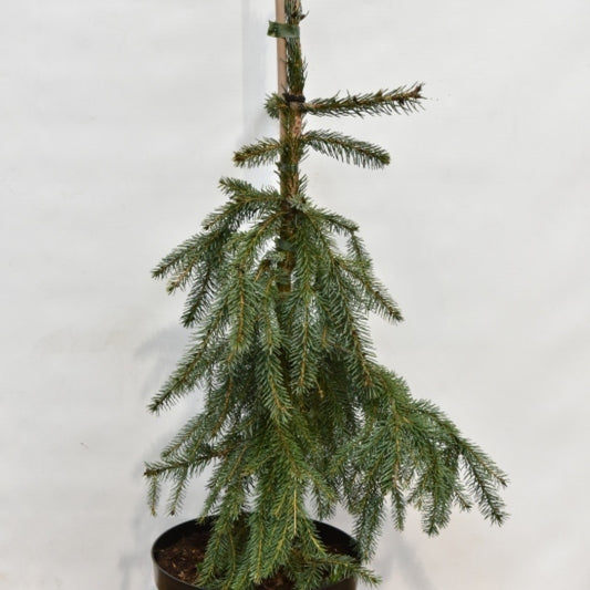 Servische spar (Picea omorika) 'Pendula'