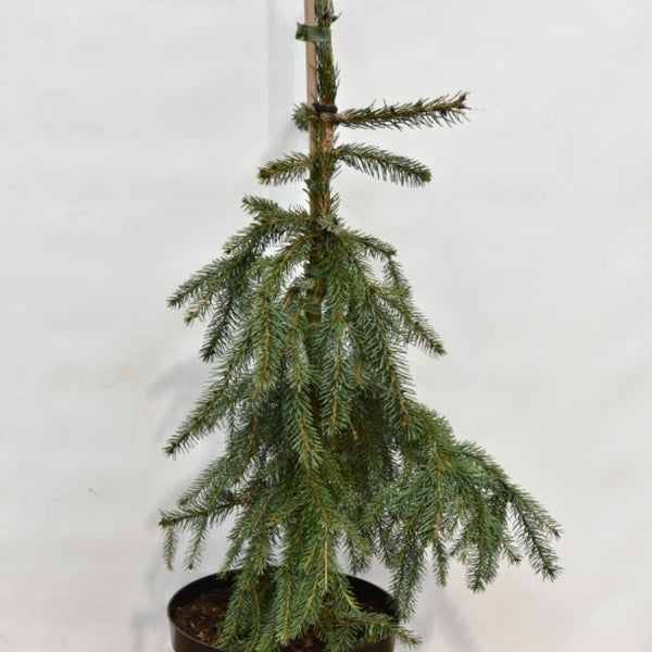 Servische spar (Picea omorika) 'Pendula'