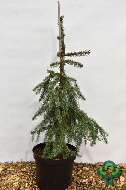 Servische spar (Picea omorika) 'Pendula'