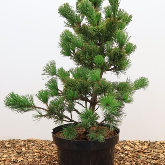 Den (Pinus parviflora) 'Aro-Kawa'
