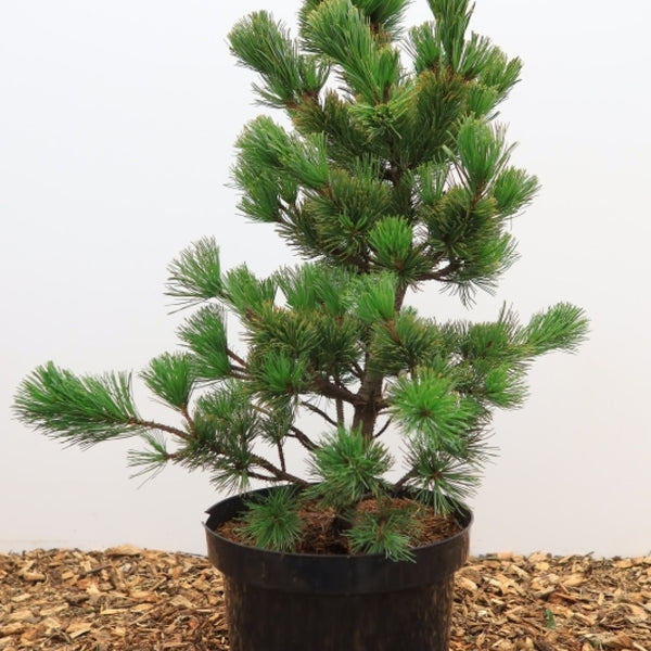 Den (Pinus parviflora) 'Aro-Kawa'