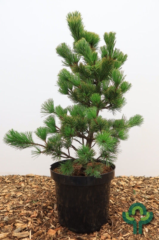 Den (Pinus parviflora) 'Aro-Kawa'