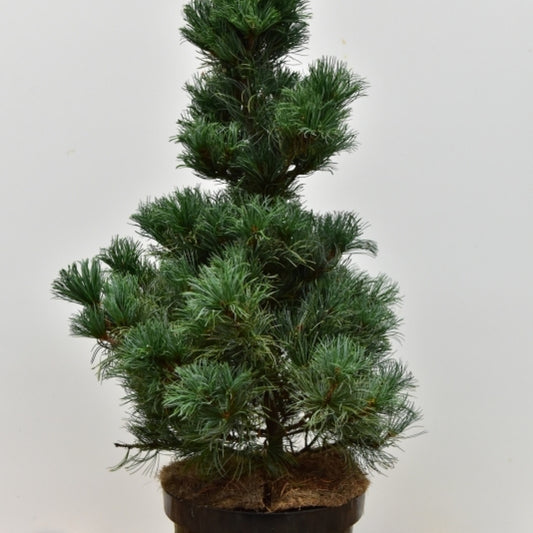 Den (Pinus parviflora) 'Bergmann'