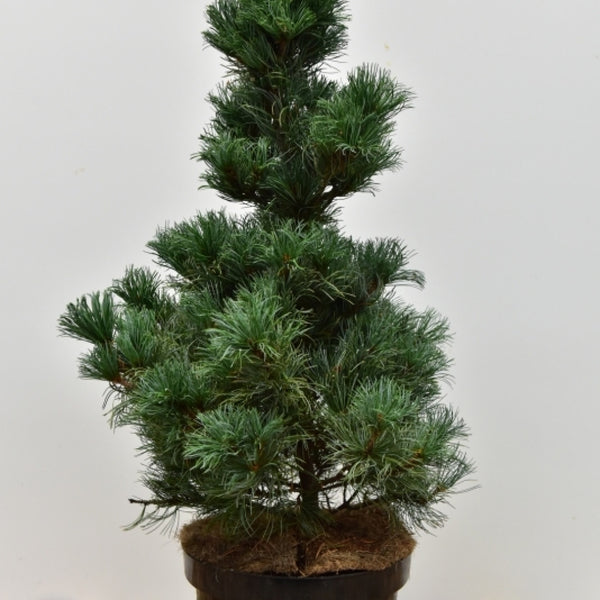Den (Pinus parviflora) 'Bergmann'