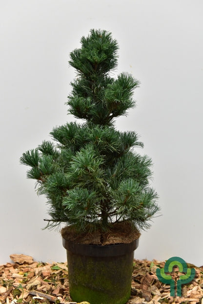 Den (Pinus parviflora) 'Bergmann'