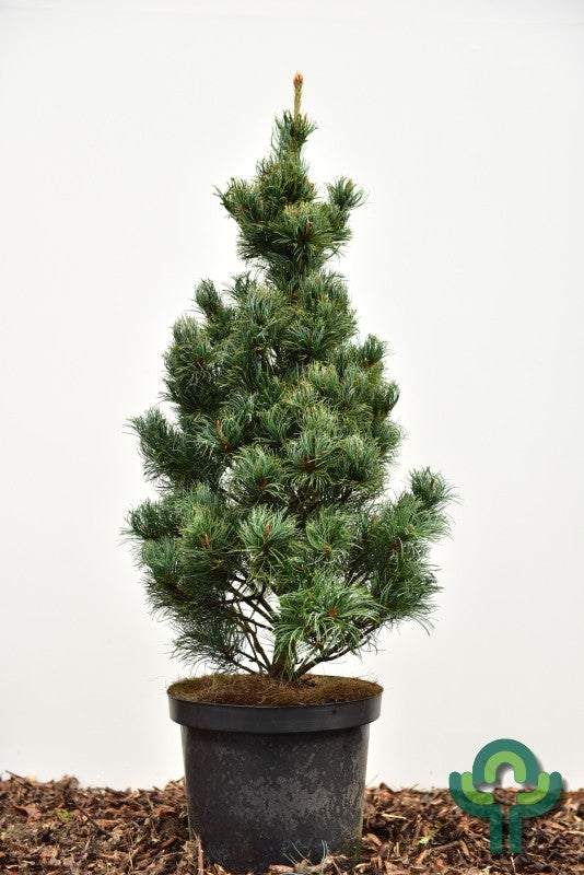 Den (Pinus parviflora) 'Bergmann'