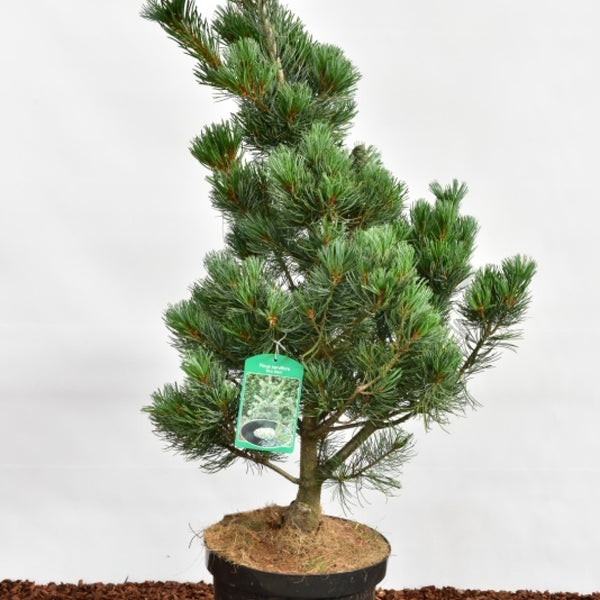 Den (Pinus parviflora) 'Blue Giant'
