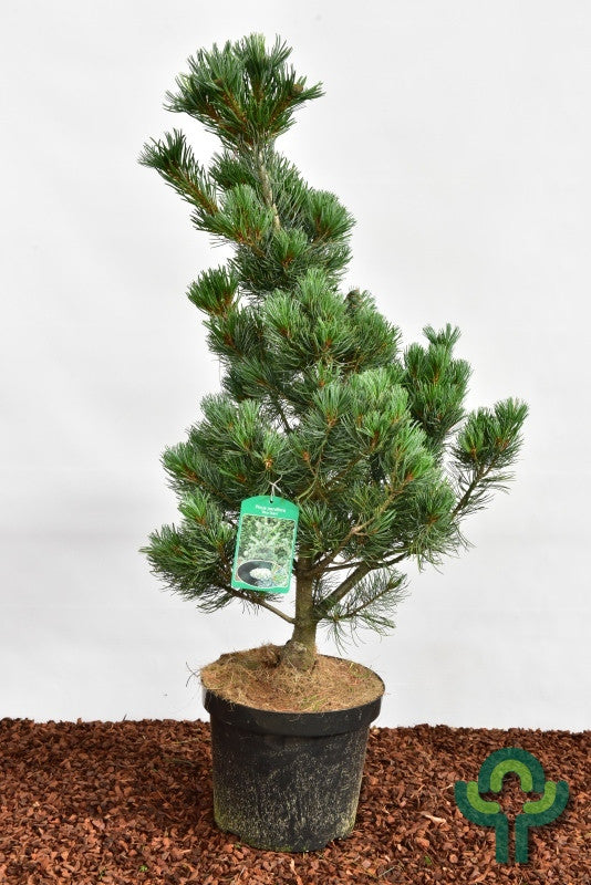 Den (Pinus parviflora) 'Blue Giant'