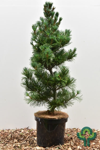 Den (Pinus parviflora) 'Blue Giant'