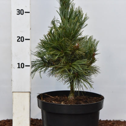 Den (Pinus pumila) 'Chlorocarpa'