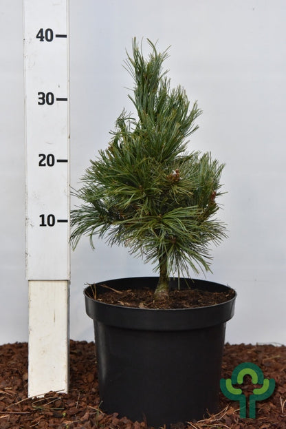 Den (Pinus pumila) 'Chlorocarpa'