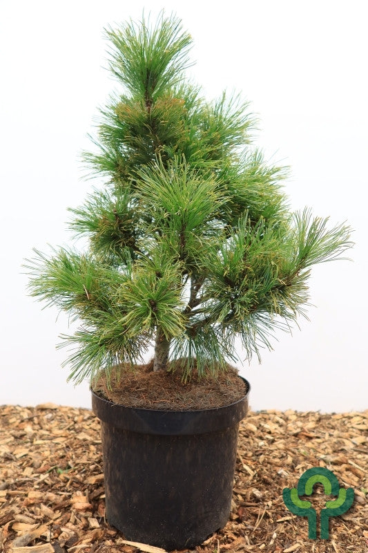Den (Pinus pumila) 'Compacta'