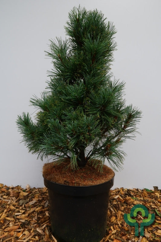 Den (Pinus pumila) 'Compacta'