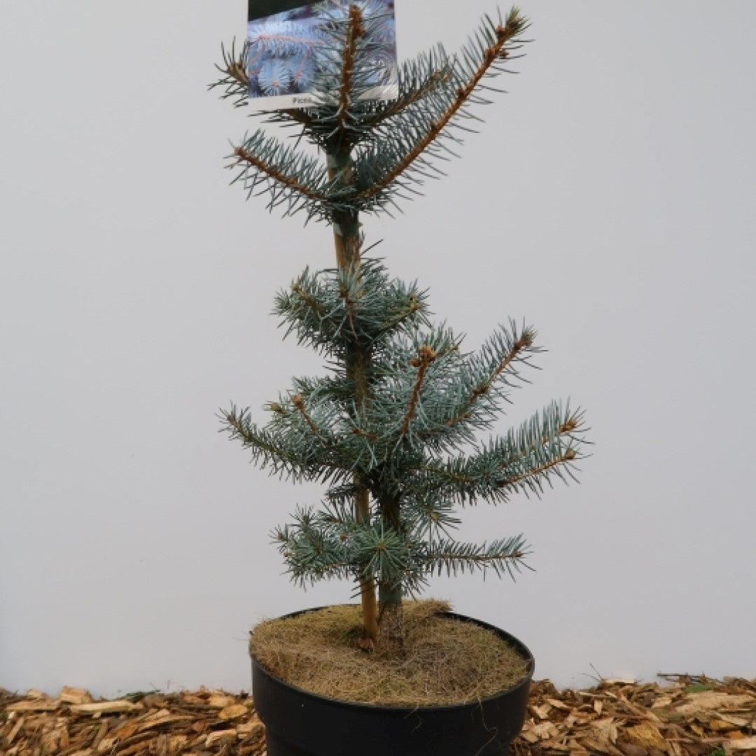 Blauwspar (Picea pungens) 'Edith'