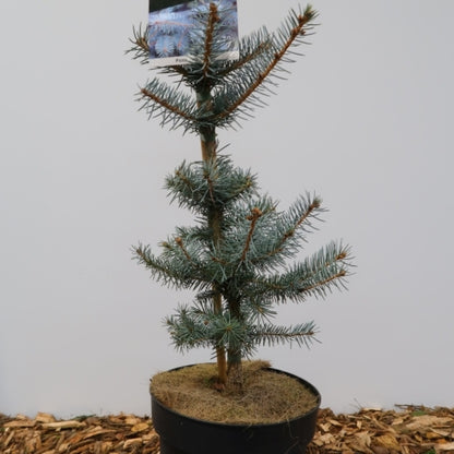 Blauwspar (Picea pungens) 'Edith'