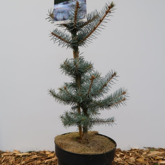 Blauwspar (Picea pungens) 'Edith'