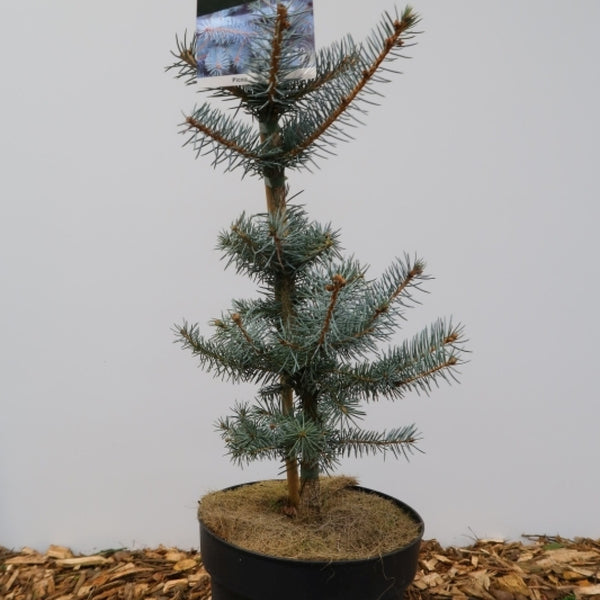 Blauwspar (Picea pungens) 'Edith'