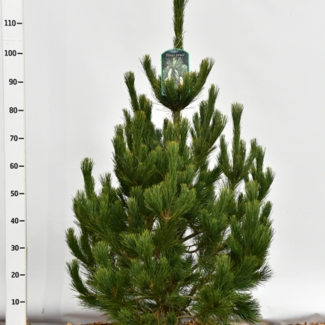 Den (Pinus peuce)