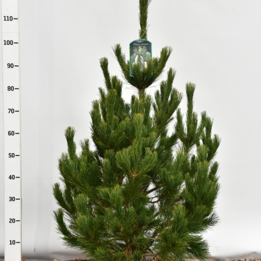Den (Pinus peuce)