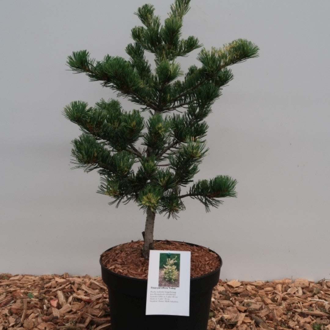 Den (Pinus parviflora) 'Fukai'