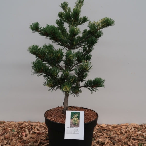 Den (Pinus parviflora) 'Fukai'