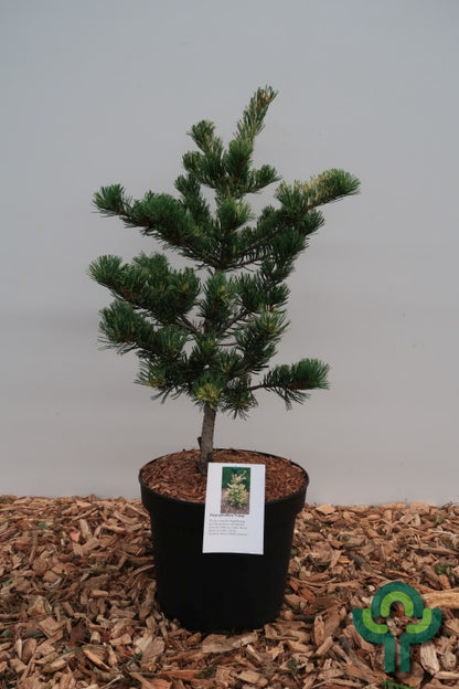 Den (Pinus parviflora) 'Fukai'