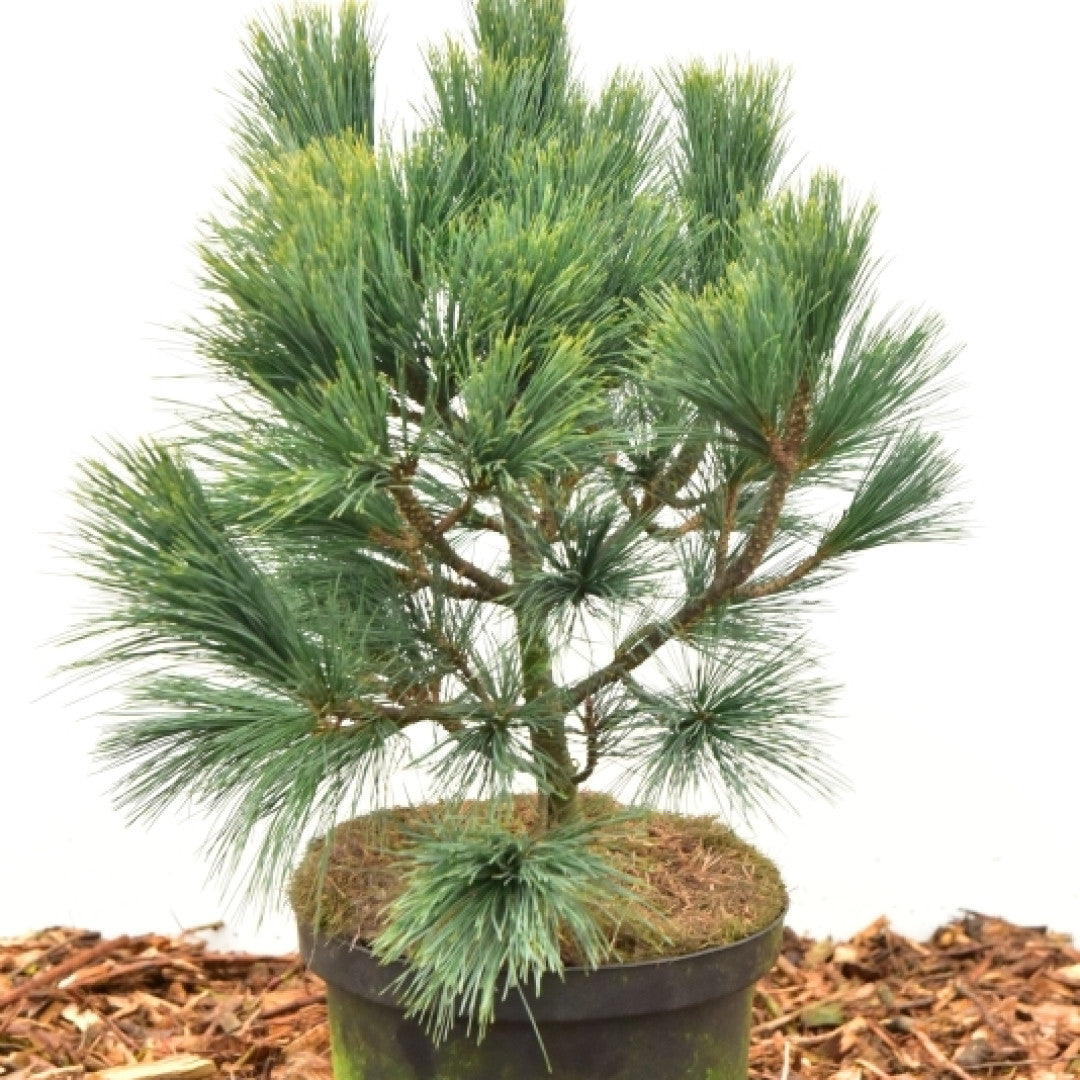 Den (Pinus peuce) 'Glauca Compacta'