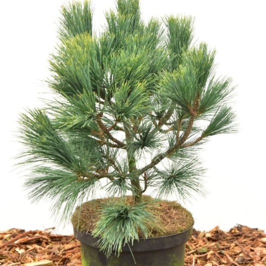 Den (Pinus peuce) 'Glauca Compacta'