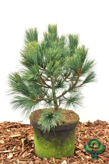 Den (Pinus peuce) 'Glauca Compacta'