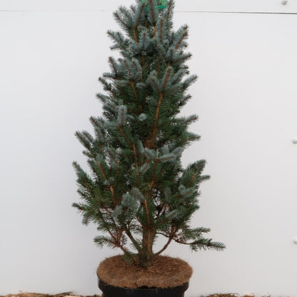 Blauwspar (Picea pungens) 'Iseli Fastigiate'