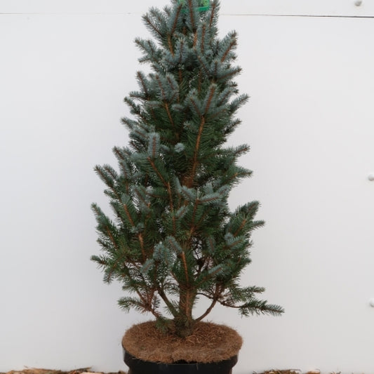 Blauwspar (Picea pungens) 'Iseli Fastigiate'
