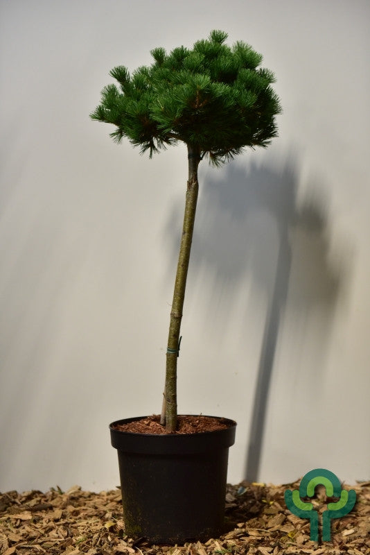 Den (Pinus parviflora) 'Kokuho'