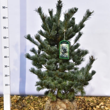 Den (Pinus parviflora) 'Negishi'