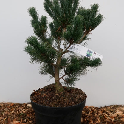 Den (Pinus parviflora) 'Bonsai'