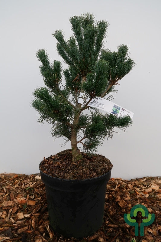 Den (Pinus parviflora) 'Schoon's Bonsai'
