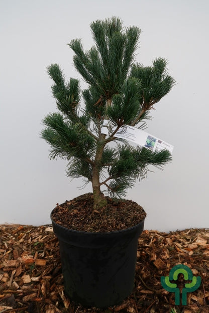 Den (Pinus parviflora) 'Bonsai'