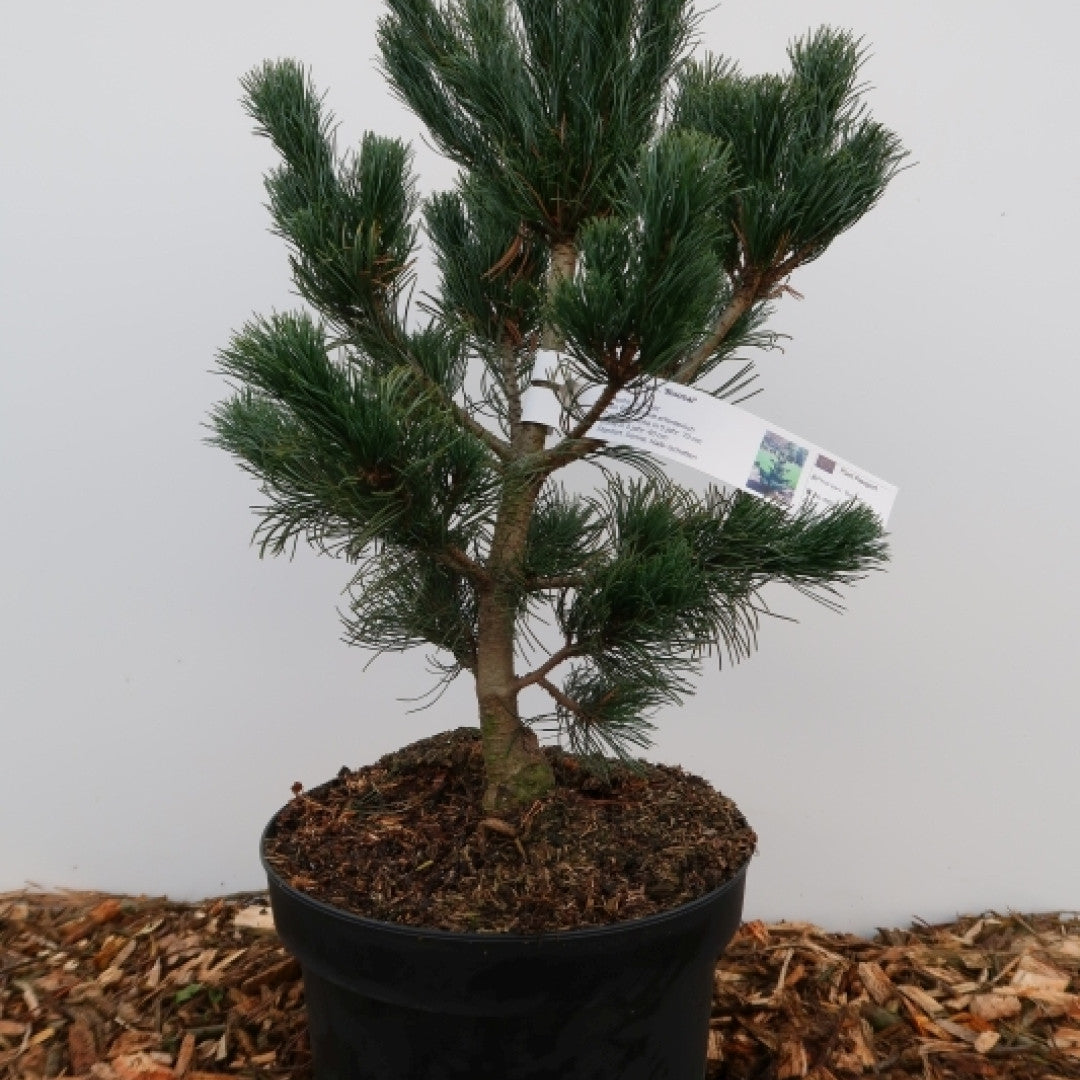 Den (Pinus parviflora) 'Schoon's Bonsai'