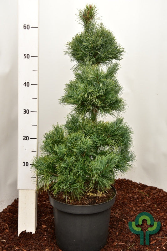 Den (Pinus parviflora) 'Schoon's Bonsai'