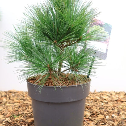 Weymouthden (Pinus strobus) 'Bergman's Mini'