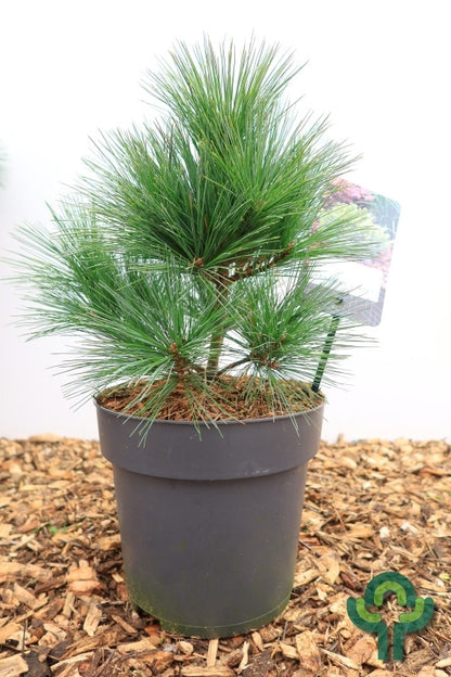 Weymouthden (Pinus strobus) 'Bergman's Mini'