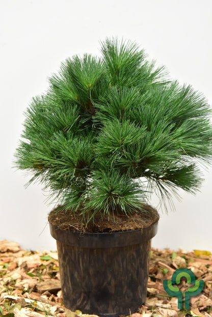 Weymouthden (Pinus strobus) 'Bergman's Mini'