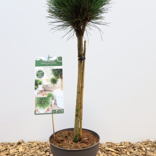 Den (Pinus) 'Summer Breeze'