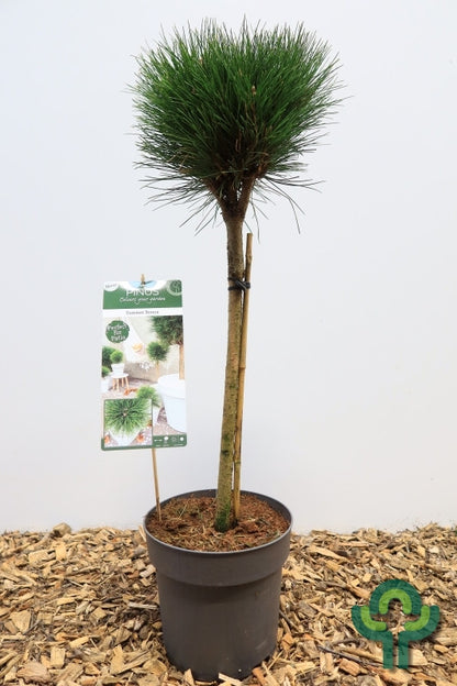 Den (Pinus) 'Summer Breeze'