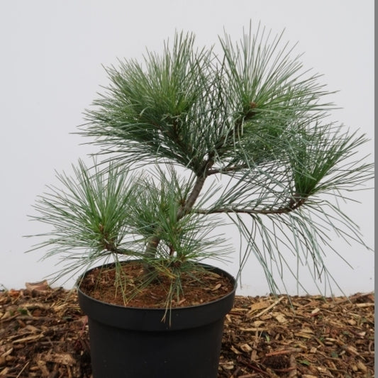 Weymouthden (Pinus strobus) 'Blue Shag'