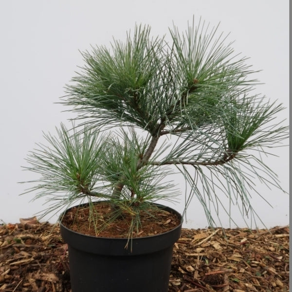 Weymouthden (Pinus strobus) 'Blue Shag'