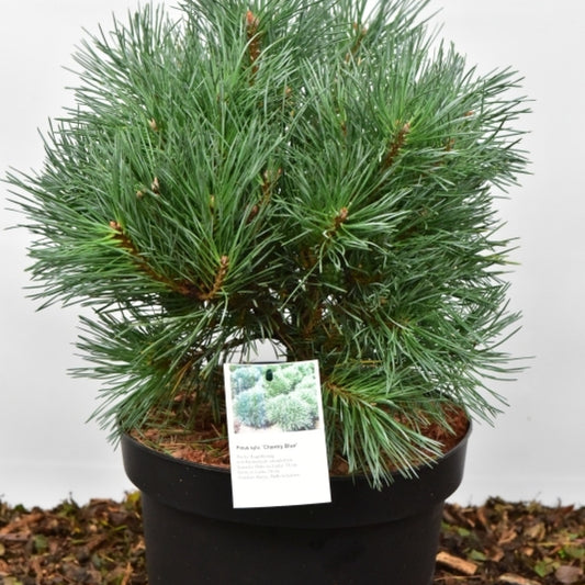 Grove den (Pinus sylvestris) 'Chantry Blue'