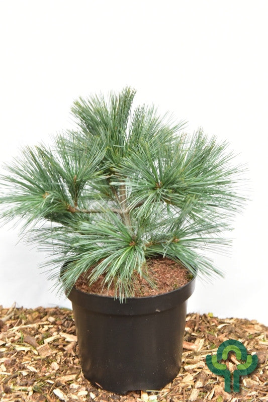 Weymouthden (Pinus strobus) 'Edel'